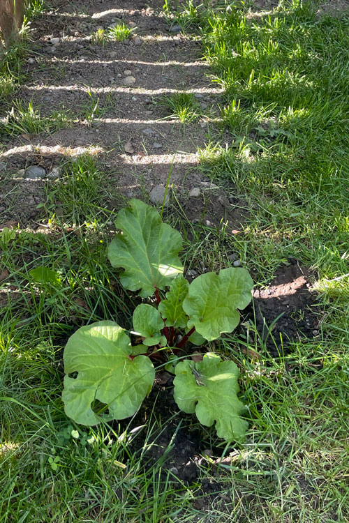 rhubarb in rocky soil