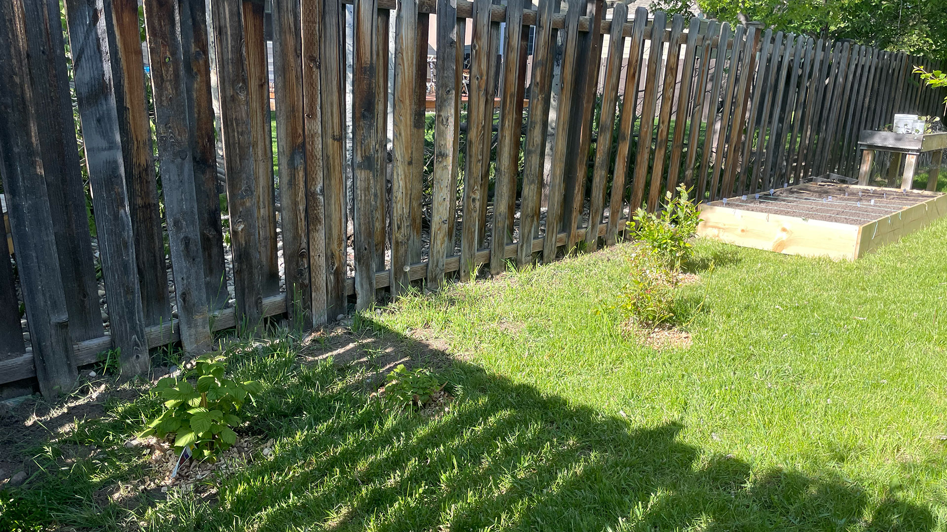 part shade in the backyard