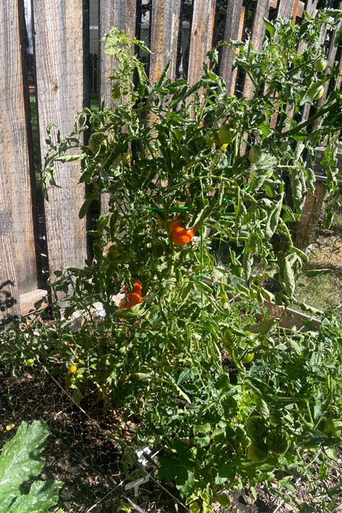 tomato plant