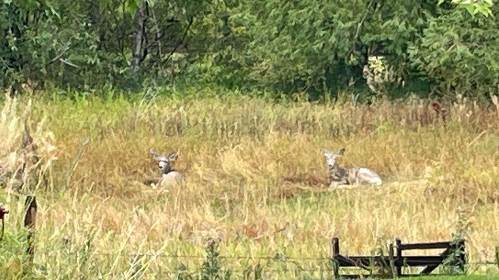 deer in a field