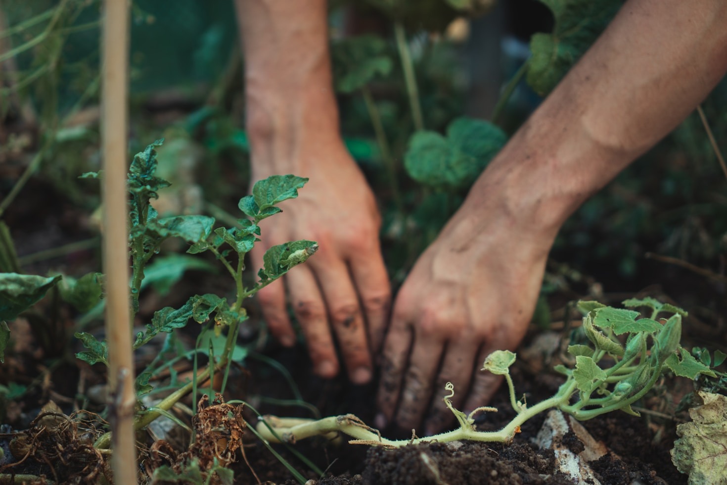 hands diffing in dirt