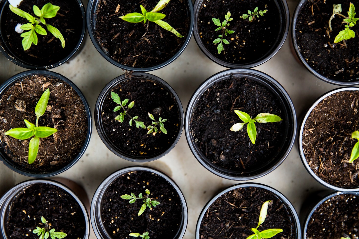 potted seedlings