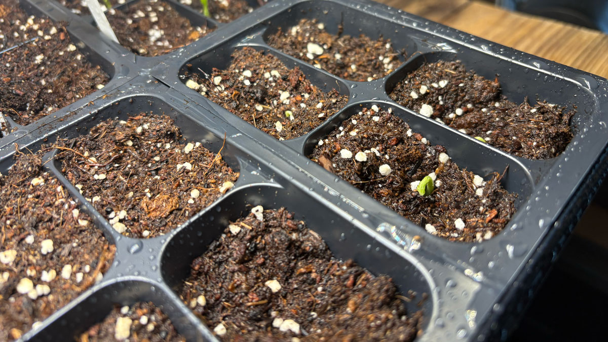 First Attempt at Starting Seeds Indoors