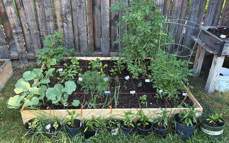 July 1 Garden Update: A Month of Sunshine, Surprises, and a Little Sprinkling